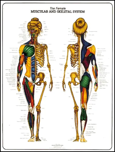 Algra Female Muscular & Skeletal Poster